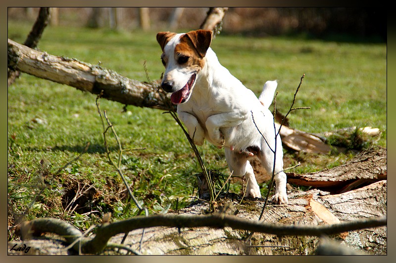 Les Jack Russell Terrier de l'affixe des Apollons de Garras