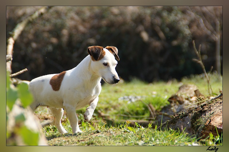 Cachou dite chouchou des Apollons de Garras