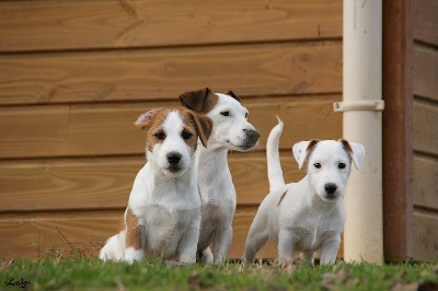 des Apollons de Garras - 2 Males de disponibles ! 