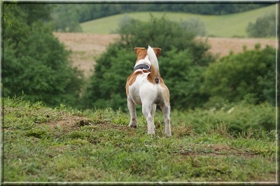 des Apollons de Garras - Billy, Jack Russel Terrier