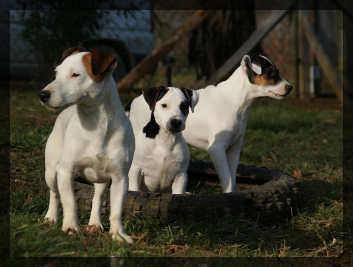 Cachou dite chouchou des Apollons de Garras