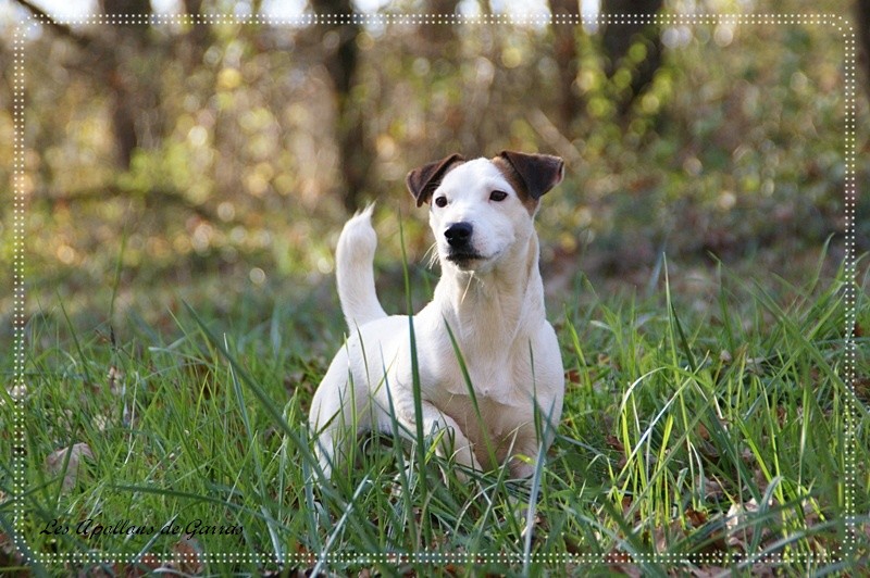 Cachou dite chouchou des Apollons de Garras