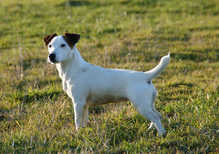 Cachou dite chouchou des Apollons de Garras