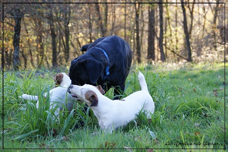 Cachou dite chouchou des Apollons de Garras