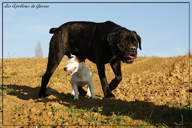 Cachou dite chouchou des Apollons de Garras