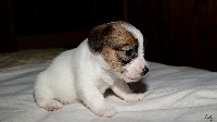 des Apollons de Garras - Jack Russell Terrier - Portée née le 31/12/2015