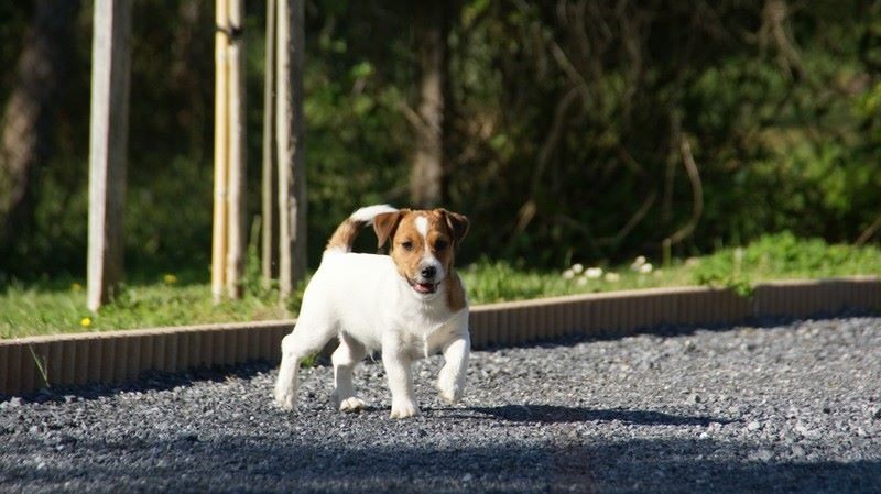 des Apollons de Garras - Jack Russell Terrier - Portée née le 31/12/2015